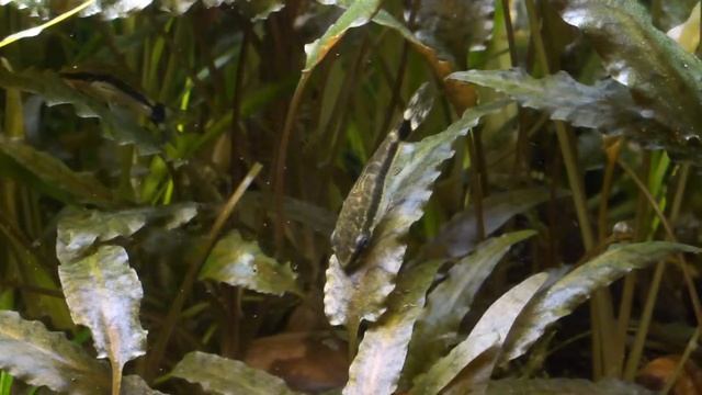 Otocinclus 2011-10-07.mp4 смотреть онлайн