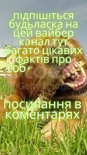 підпишись#shorts #собака #собаки #кот #коты #факты #собакадругчеловека смотреть онлайн