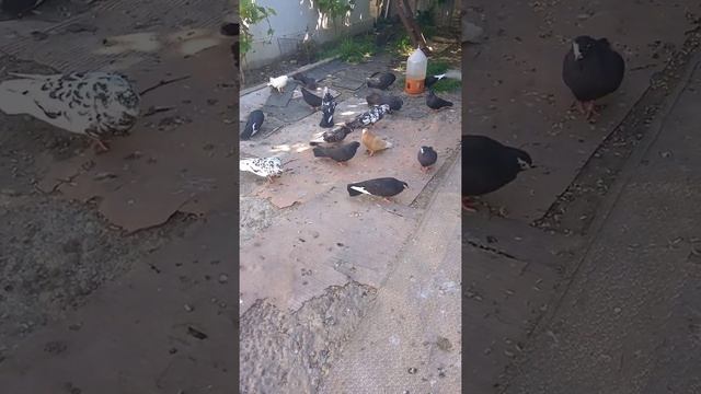 VID 20220607 091821г.харьков голуби пиляева с.и смотреть онлайн