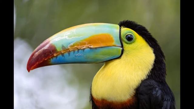 T-BERG Toucan Tech house Fl studio 12 смотреть онлайн