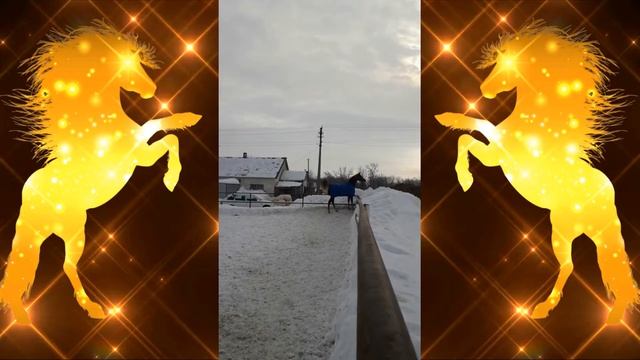 "Арабский скакун" . Резвится конь! смотреть онлайн