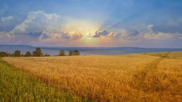 Пшеничные поля футаж180522 смотреть онлайн