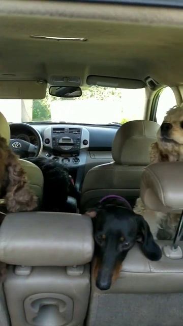 Малыши собрались в горы на прогулку🥰 #dog #собака #instadog #американскийкокерспаниель #щенок #лайк смотреть онлайн