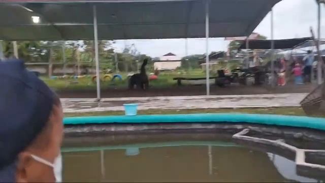 Taman Dinosaurus Potorono смотреть онлайн