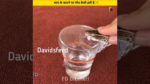 साप के काटने पर मौत कैसे होती है ?? | Why dead after snake bite ? | #shorts #snskebitefterdead смотреть онлайн