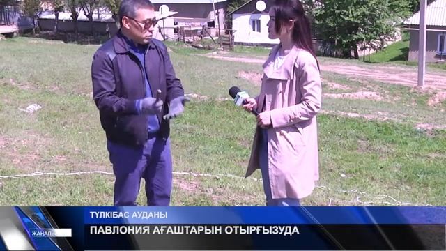 ПАВЛОНИЯ АҒАШТАРЫН ОТЫРҒЫЗУДА смотреть онлайн