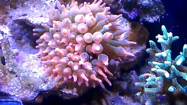 VIDEO0193 смотреть онлайн