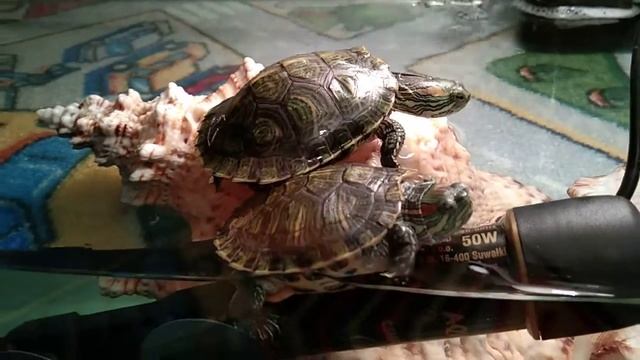 Учусь у черепах - жить спокойно и неторопливо! смотреть онлайн