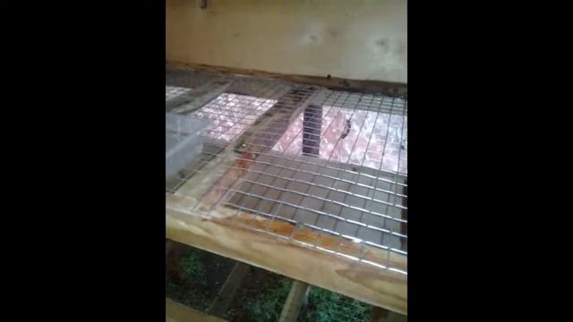 Кролиководство: наше хозяйство смотреть онлайн