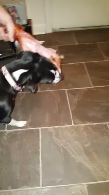 Dog vs turkey смотреть онлайн