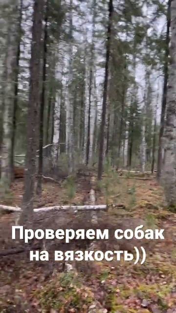 Уровень лаек 💪