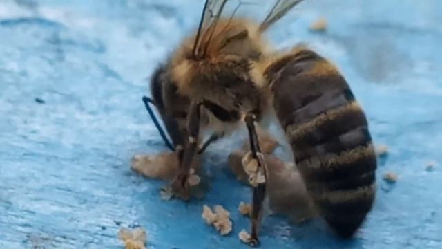 Пчеловодство смотреть онлайн