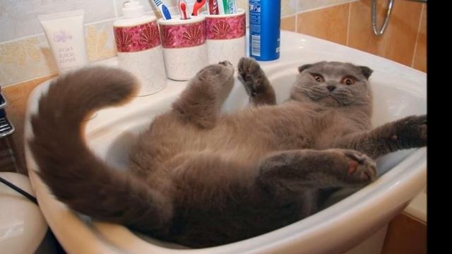 Funny cats. Elektronomia - The Other Side [NCS]. Смешные коты смотреть онлайн