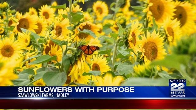 Hadley farm plants sunflowers for potato crop смотреть онлайн