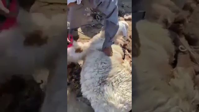 Сельский цирюльник, мастер по овцам смотреть онлайн