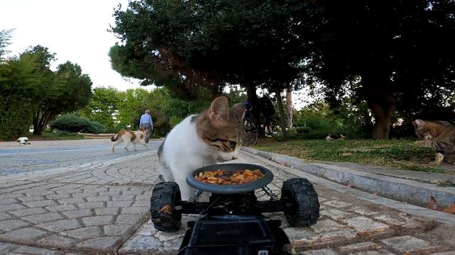 A one eyed stray kitten got dry cat food in a Meals on Wheels! смотреть онлайн