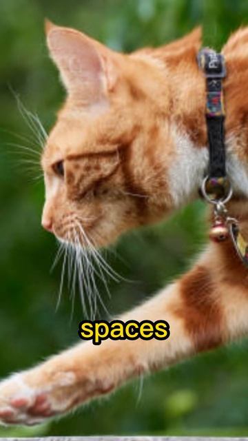 Cool Facts About CATS You Didn't Know 😺Part 2 #short #shorts смотреть онлайн