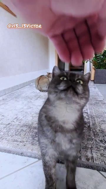 Алиса иди сюда😹 смотреть онлайн