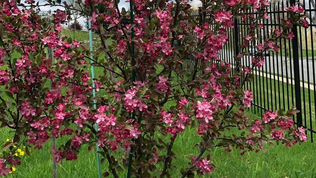 My 5 year old crab apple in spring 2021 смотреть онлайн