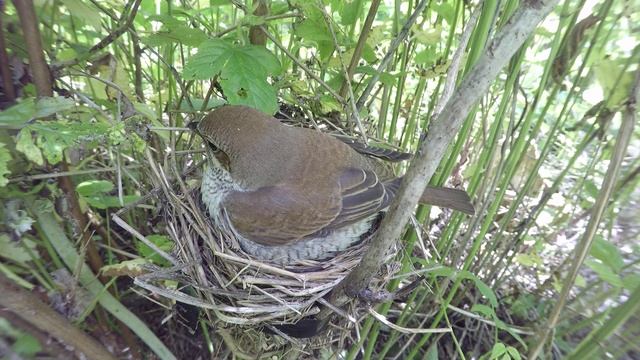 Жулан170619 14 24GP 15 ♀ вернулась С БАБОЧКОЙ, которую было видно ранее, скормила, съела помет, сел смотреть онлайн