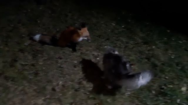 ЛисЯша нападает на кота смотреть онлайн
