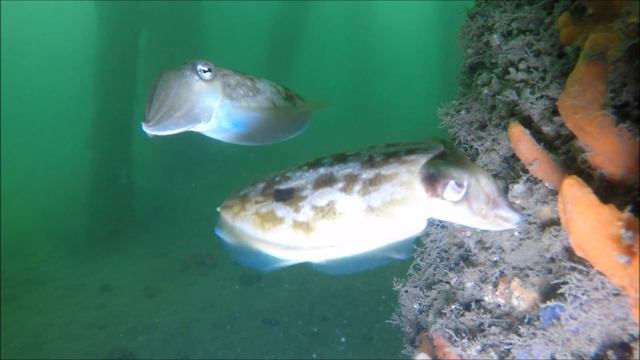 Seahorse and Cuttlefish смотреть онлайн