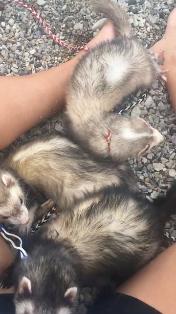 Ferrets at the beach смотреть онлайн