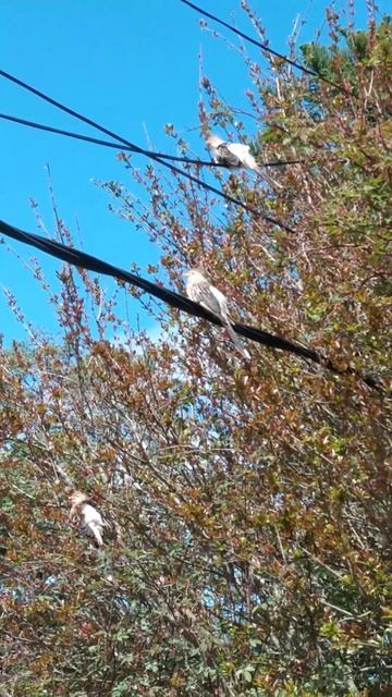 pirincho смотреть онлайн