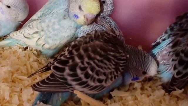 VIDEO0014 смотреть онлайн