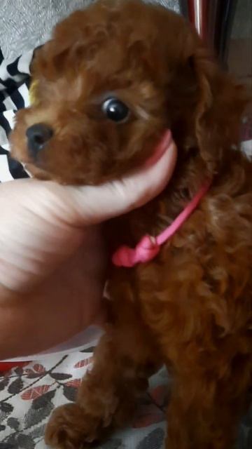 девочка розовый ошейник. Папа тедди пудель смотреть онлайн