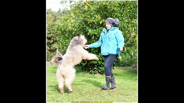 BOUVIER DES FLANDRES PACHO HERRERA du Clos de la Luette - Elevage du Clos de la Luette смотреть онлайн