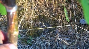 Как привить шелковицу толстым черенком / Результат на  18.06.2023