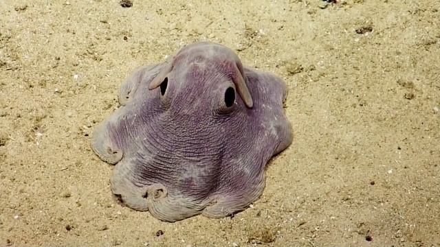 Cute Dumbo Octopus w/Scientist that go bananas over it. смотреть онлайн