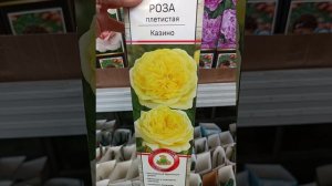 Новые розы в коробках агрофирмы Поиск. Февраль.2025 год.