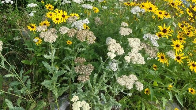 Pollinator Garden Full of Pollinators смотреть онлайн