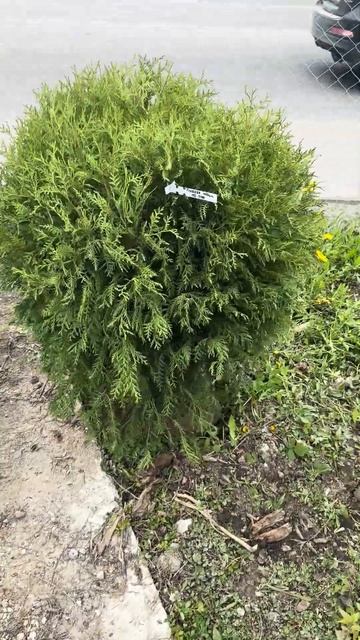 Туя глобоза диаметр 100см смотреть онлайн