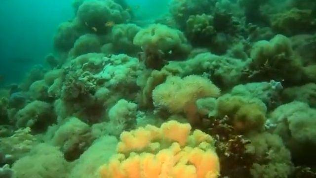 Coral Garden смотреть онлайн