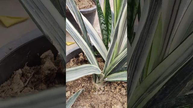 Sansevieria Bantel white Snake plant के प्रेपोगेशन का सरल उपाय व रख रखाव ( रक्षा से रक्षा) смотреть онлайн