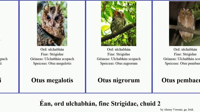 Éan, ord ulchabhán, fine Strigidae, chuid 2 otus ninox strix bird japonica umbra occidentalis beag смотреть онлайн