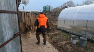 Н/О НЕМЕЦКАЯ ОВЧАРКА, КОМАНДА ГОЛОС НА АУДИО ЗАПИСЬ.#послушнаясобака#дрессировкасобаки#кинолог