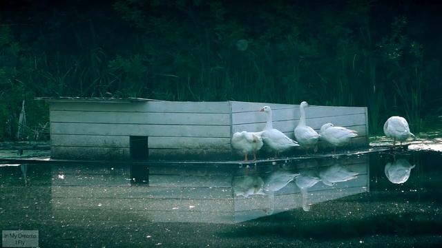 Geese on the pond / Anser / Гуси на пруду смотреть онлайн