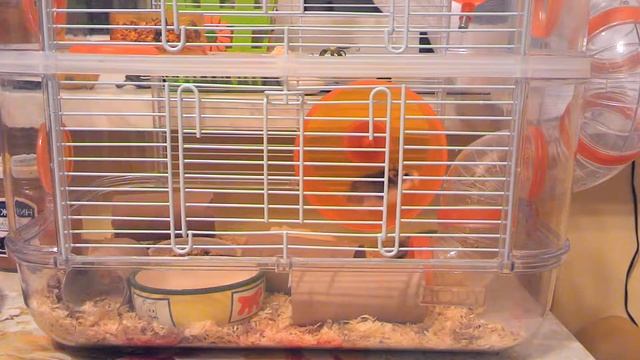 Хомячки Роборовского смотреть онлайн