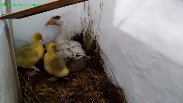 Наши красотульки - гусятки живут с гусыней - мамкой. И им хорошо! смотреть онлайн