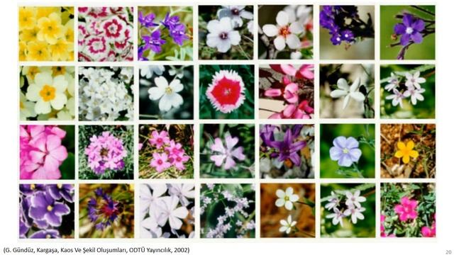 Altın Oran : Bölüm 2