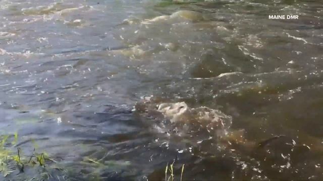 Atlantic sturgeon come to Maine to spawn смотреть онлайн