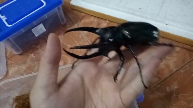 Bọ Cánh Cứng  | Trên Tay Bọ Hung 3 Sừng | Chalcosoma Caucasus