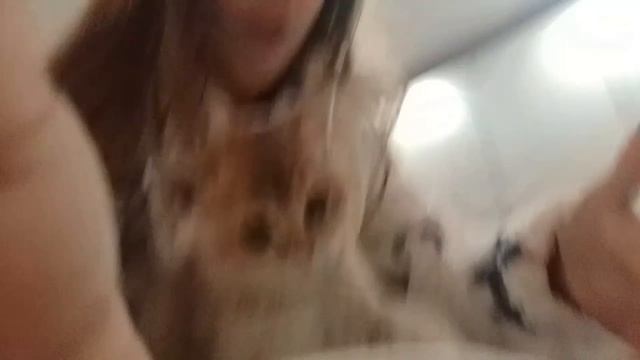 как научить котёнка или кота команде 