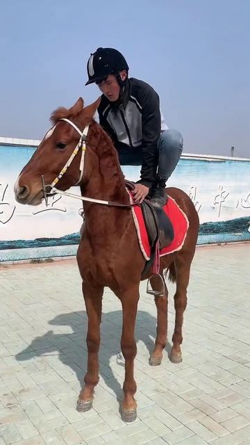 Horse mating cute - Most breeding horse смотреть онлайн