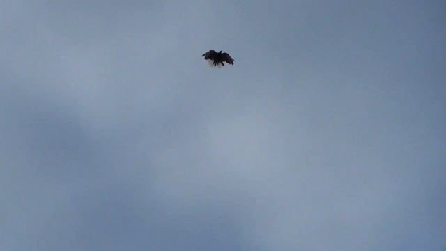 сплошные и черная смотреть онлайн