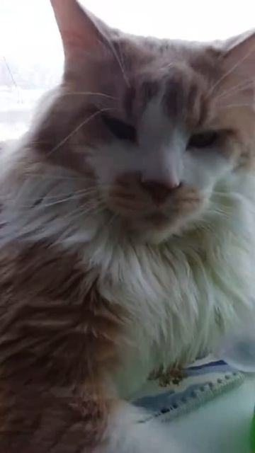 Кот мейн-кун смотреть онлайн